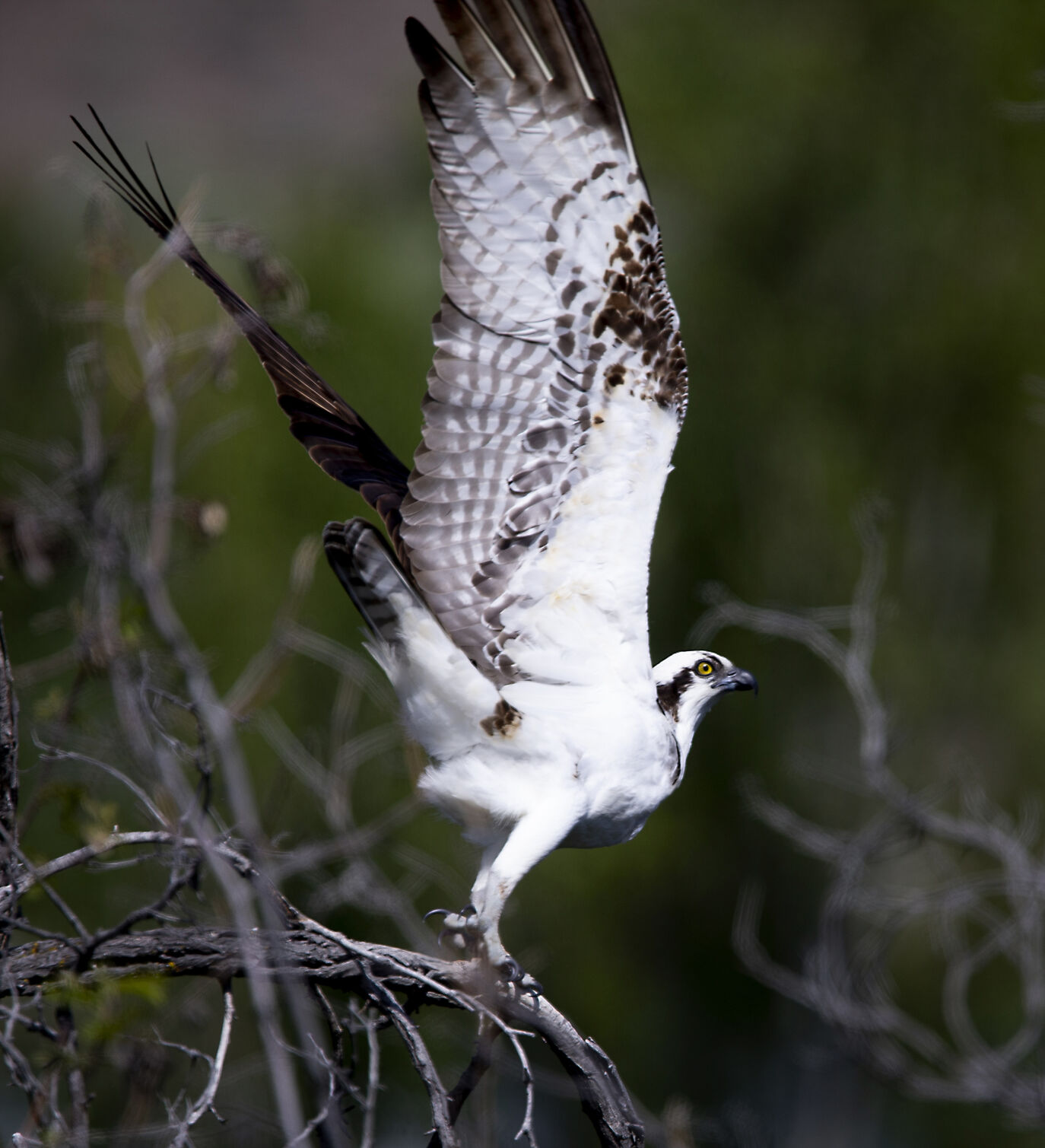 05182022-newslocal-takingflight 01.jpg